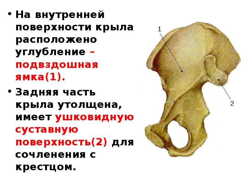 Правая лонная кость. Кости таза анатомия подвздошная кость. Внутренняя поверхность крыла подвздошной кости.