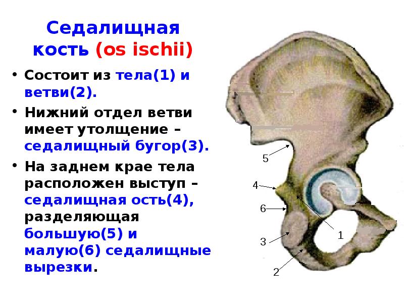 Седалищный бугор фото