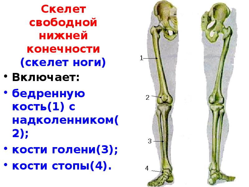 Скелет человека бедро