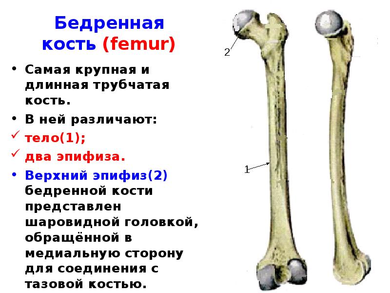 Удлиненная кость. Бедренная кость анатомия проксимальный эпифиз. Структуры проксимального эпифиза бедренной кости:. Бедренная кость анатомия строение. Строение бедренной кости человека эпифизы и тело.