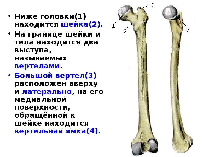 Шейка бедренной кости анатомия. Бедренная кость большой и малый вертел. Бедренная кость анатомия человека.