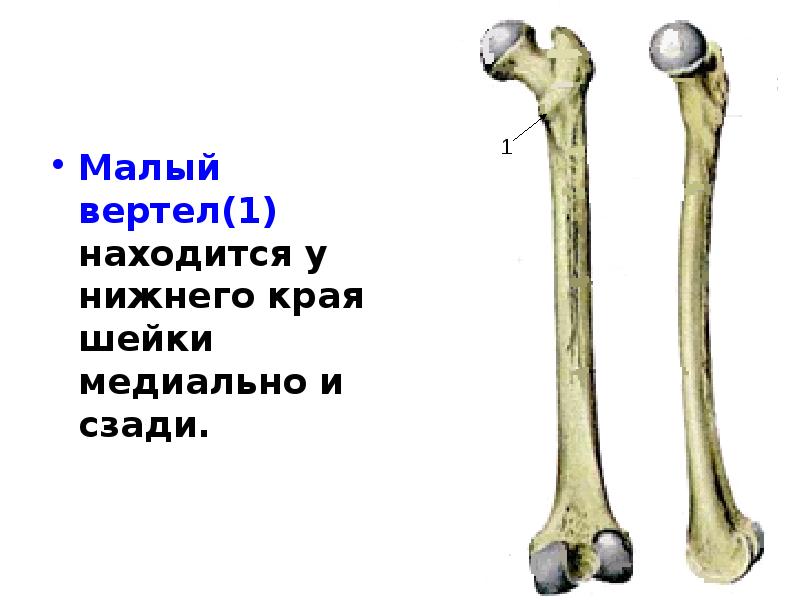 Бедренная кость тип соединения костей. Бедренная кость малый вертел. Бедренная кость большой и малый вертел. Бедренная кость анатомия строение. Трубчатая бедренная кость.