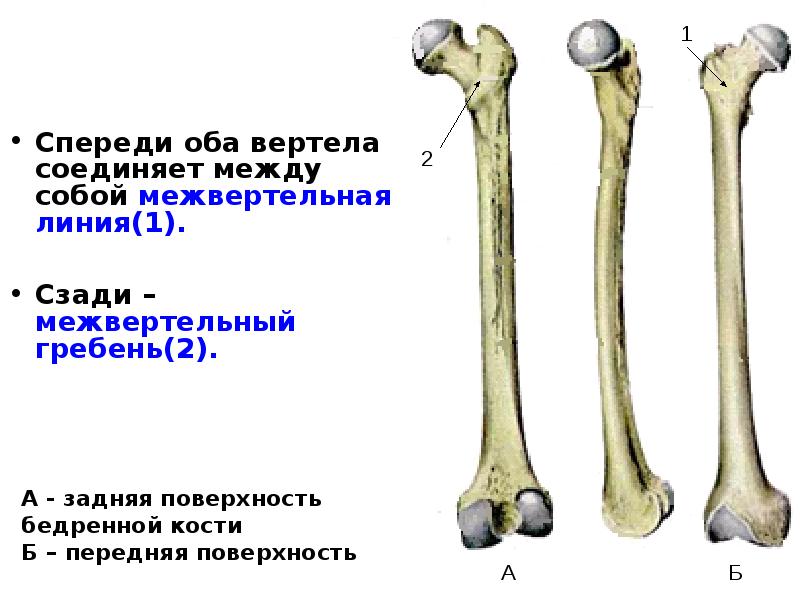 Сколько костей в бедре. Бедренная кость анатомия латынь. Бедренная кость анатомия Синельников. Межвертельная линия бедренной кости анатомия.