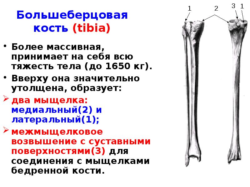 Берцовая кость человека фото где