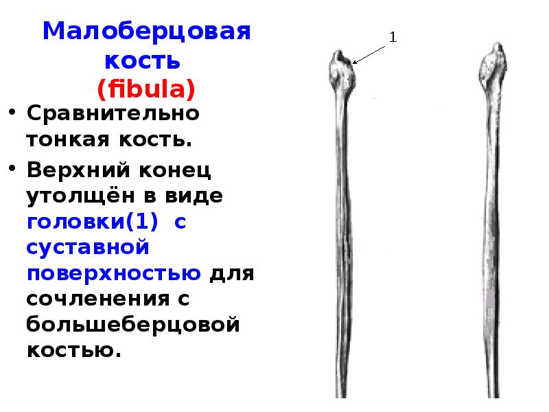 Малоберцовая кость на скелете человека