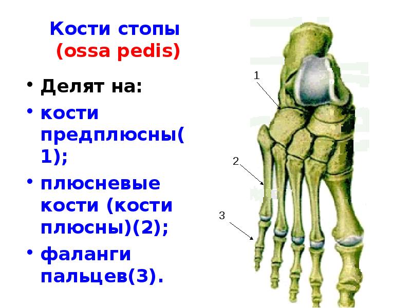 Предплюсна стопы сколько костей