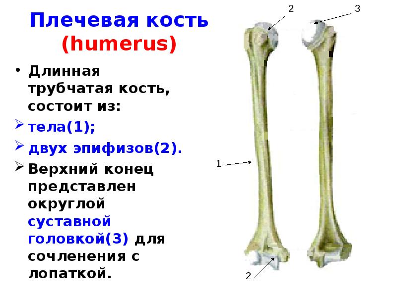 Удлиненная кость. Плечевая кость строение анатомия. Длинная трубчатая кость плечевая. Головка плечевой кости анатомия. Плечевая кость анатомия Синельников.
