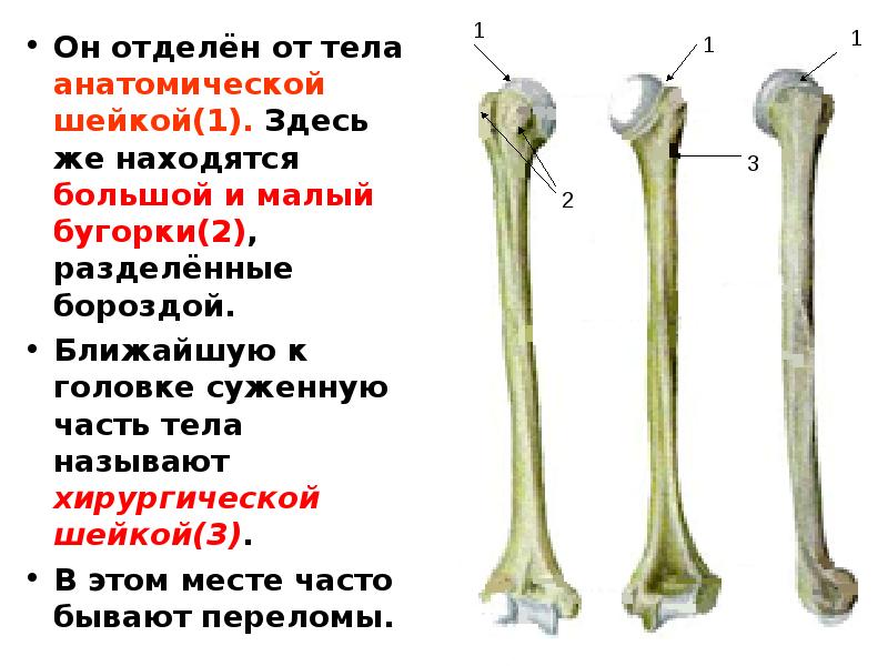 Анатомия шейка