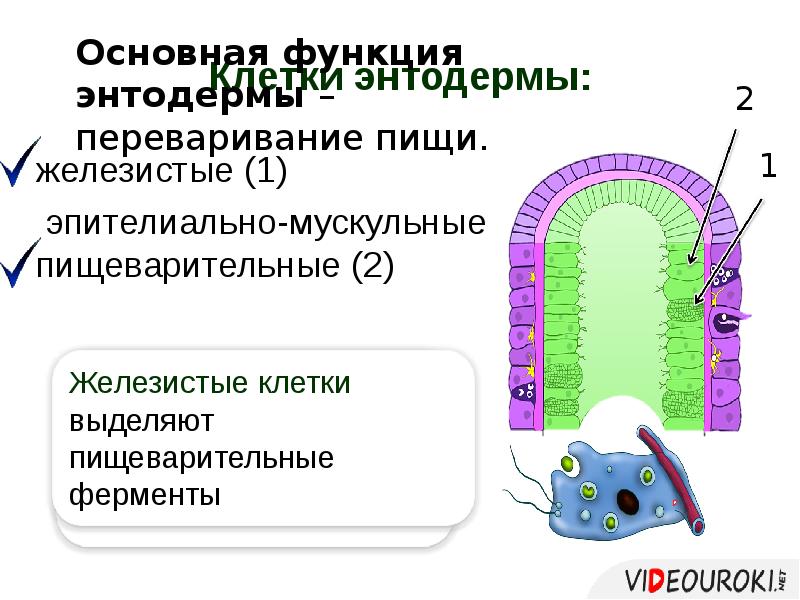 Эпителиально мускульные клетки гидры