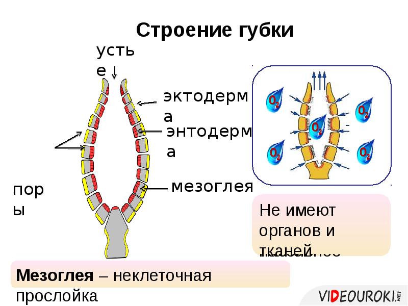 Губки Ozon