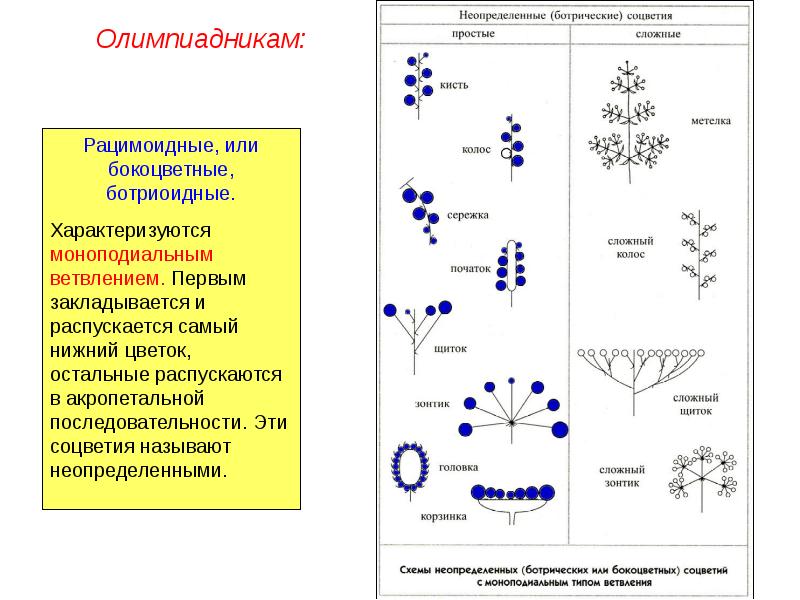 Классификация соцветий блок схема