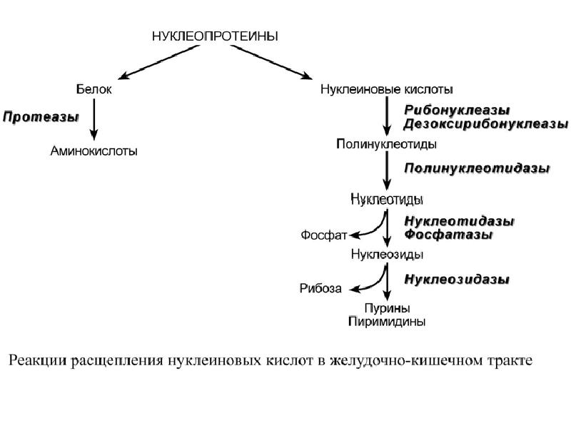 Общие схемы анаболизма нуклеотидов