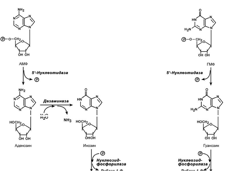 Схема распада аденозина