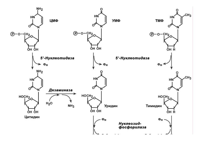 Схема образования цитидина