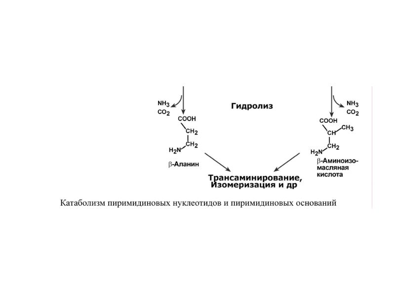 Трансаминирование аланина. Строение пиримидиновых нуклеотидов. Обмен пиримидиновых нуклеотидов. Катаболизм пуриновых нуклеотидов. Катаболизм пиримидиновых нуклеотидов.