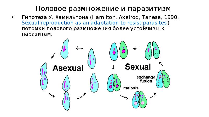 Типы полового размножения. Гипотезы полового размножения. Гипотезы происхождения полового размножения. Задачи полового размножения.
