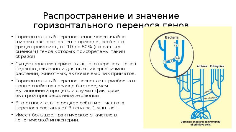 Перенос генов. Механизмы горизонтального переноса генов. Горизонтальный перенос генов у бактерий схема. Вертикальный перенос генов. Горизонтальный перенос генов у прокариот.