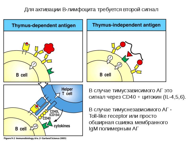 Схема гуморального иммунного ответа