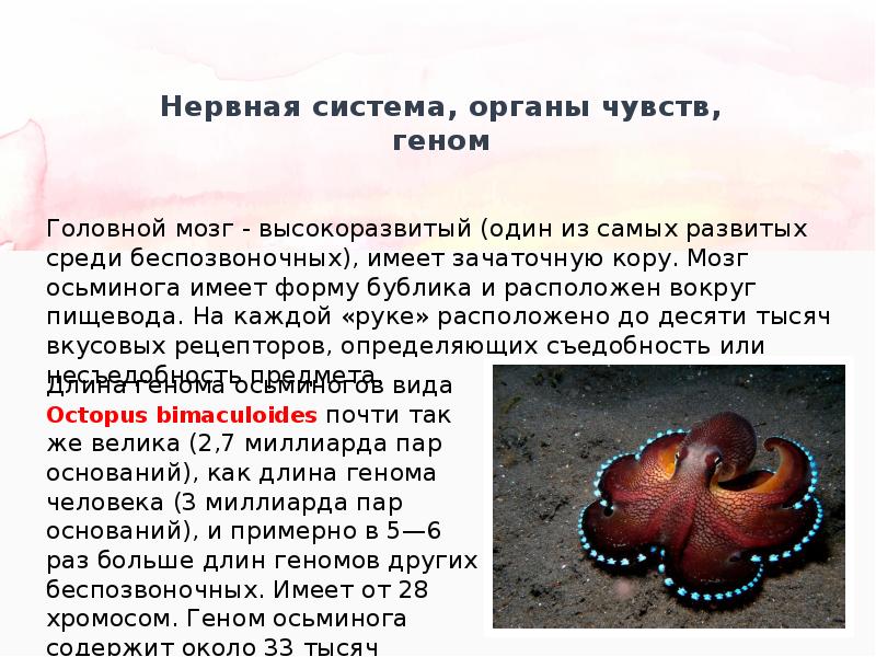 Группе относится осьминог. Головоногие моллюски голубая кровь. Доклад про осьминога. Осьминог для презентации. Строение осьминога.