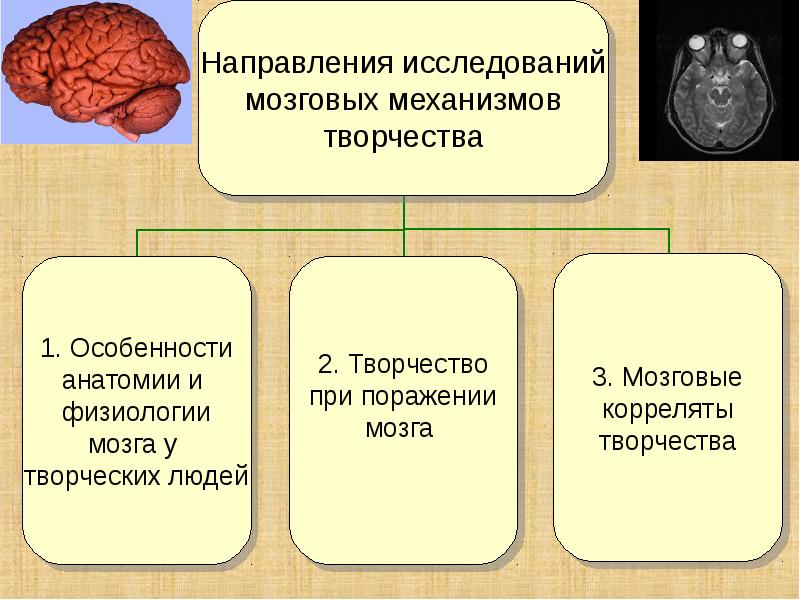 Особенности анатомии. Психофизиология творчества. Направления изучения творчества. Физиологические механизмы головного мозга. Направления изучения головного мозга.