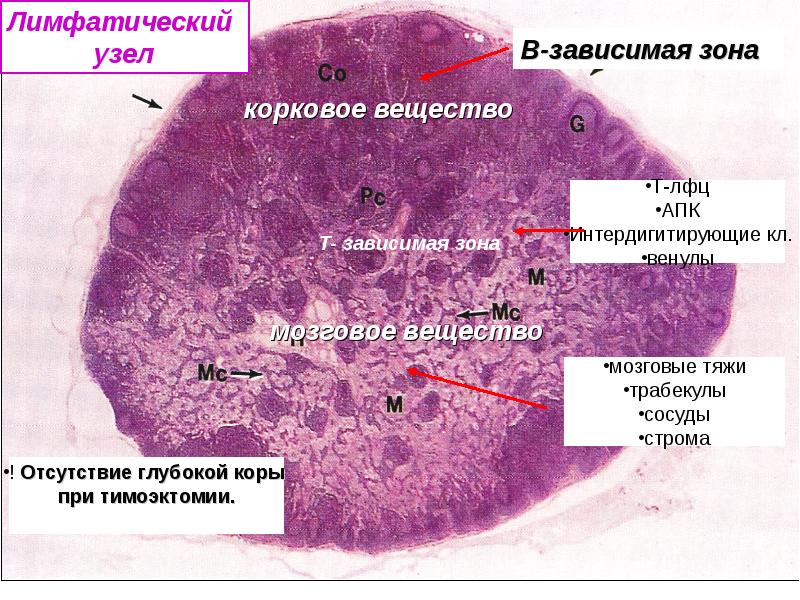 Лимфоузел гистология рисунок