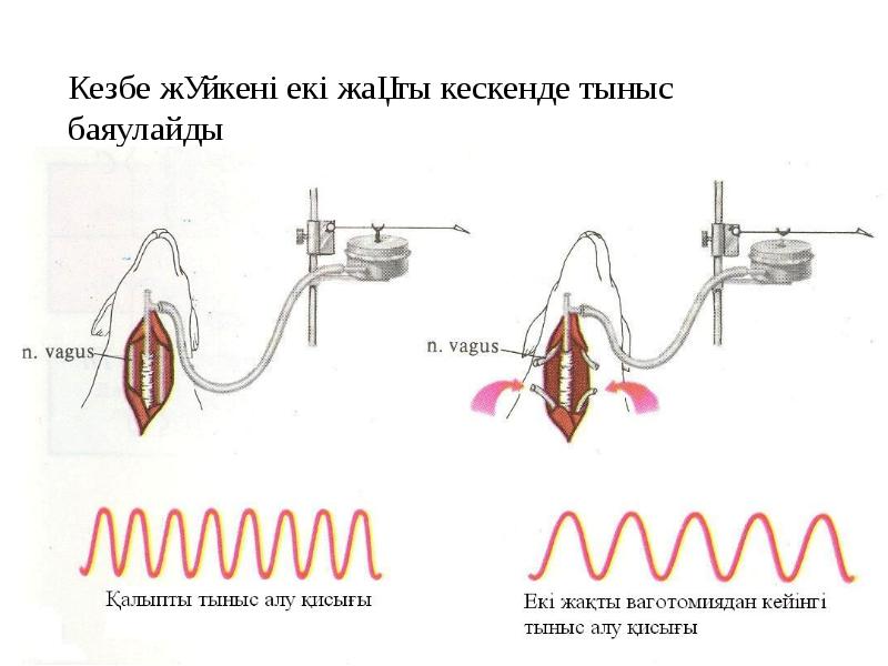 Тыныс алу жүйесі физиологиясы презентация