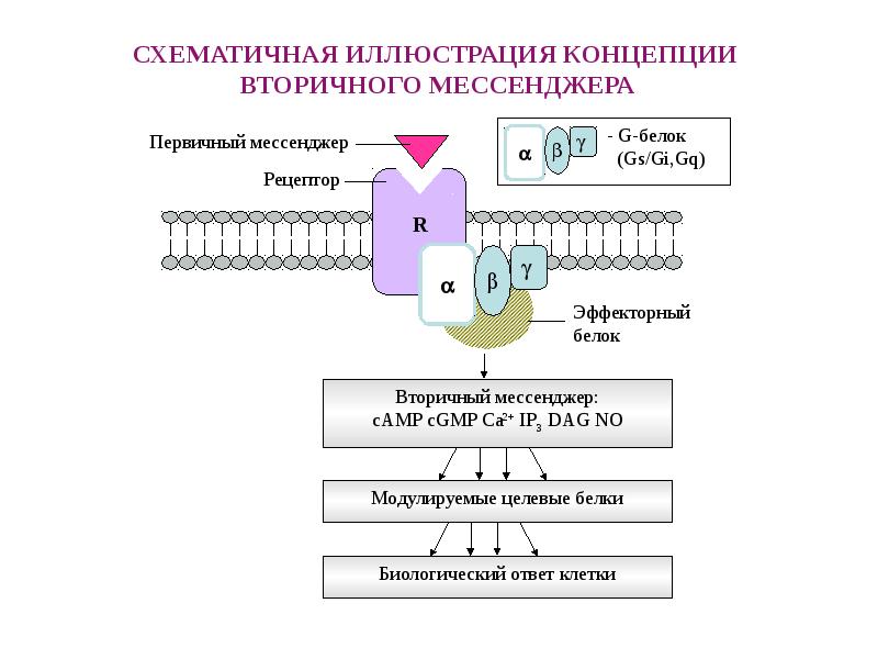 Вторичные посредники. Классификация g-белков. Вторичные посредники.. No вторичный посредник. Кальдомулин. Мультимолекулярный принцип – это:.