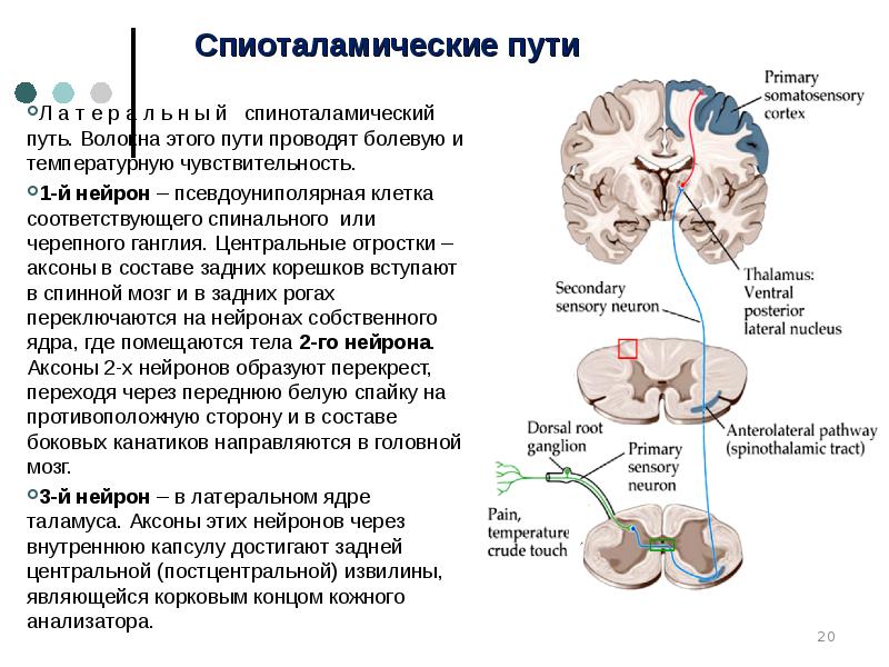 Проводниковые функции спинного мозга