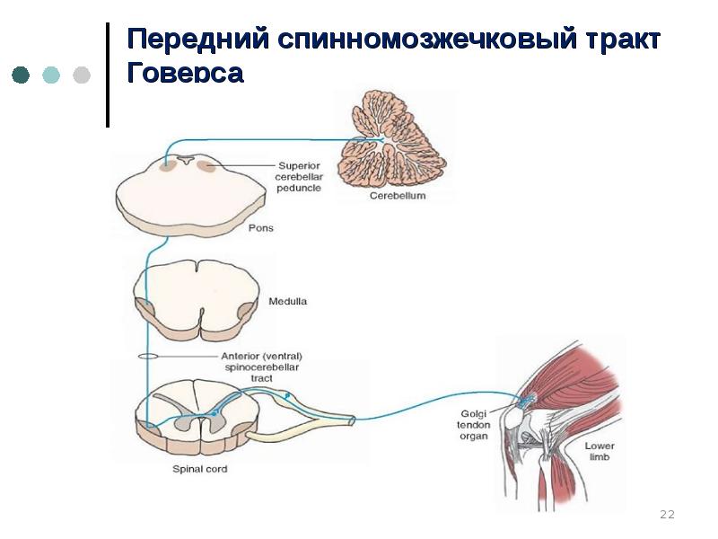 Путь говерса