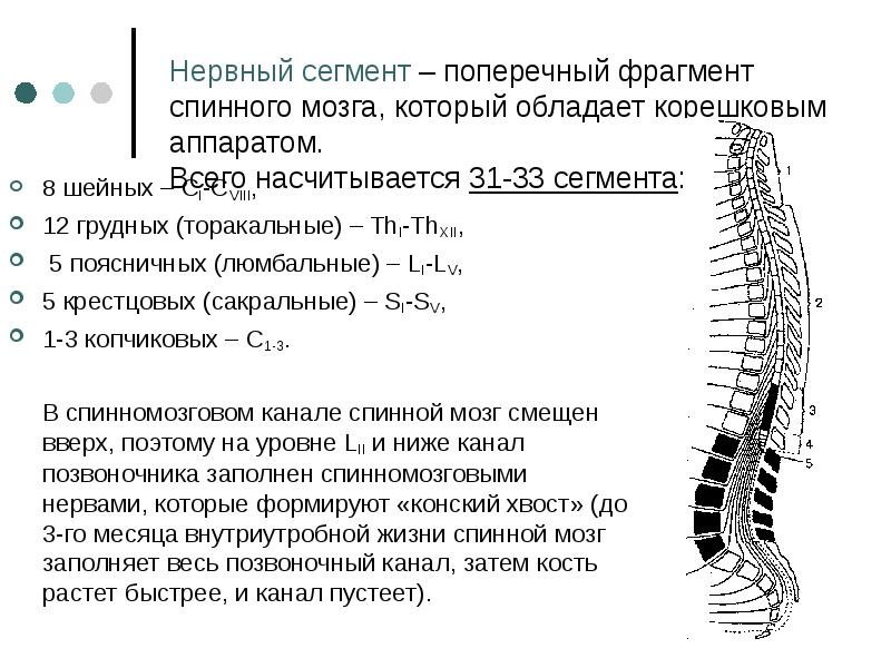 Сколько пар спинномозговых нервов отходят. 31 Сегмент спинного мозга. Сегменты спинного мозга формирующие. Сегменты нервных Корешков. 8 Шейный сегмент спинного мозга.