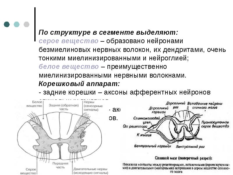 Белое вещество образовано