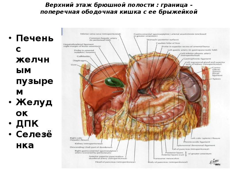 ТОПОГРАФИЧЕСКАЯ АНАТОМИЯ ВЕРХНЕГО ЭТАЖА БРЮШНОЙ ПОЛОСТИ