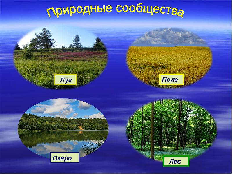 Экосистема краснодарского края презентация