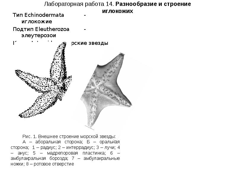 Вскрытая морская звезда рисунок