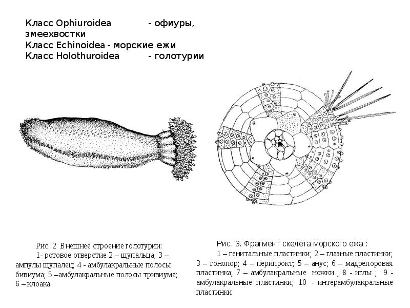 Схема строения морского ежа