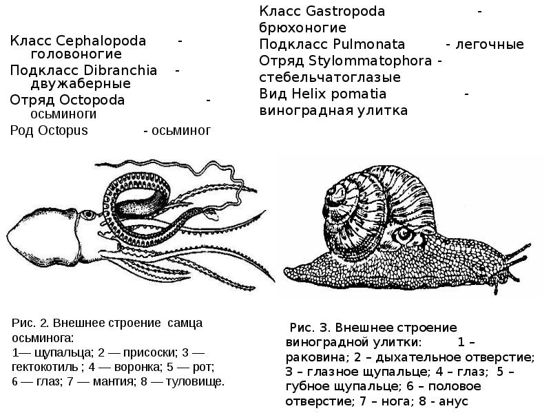 Строение виноградной улитки схема