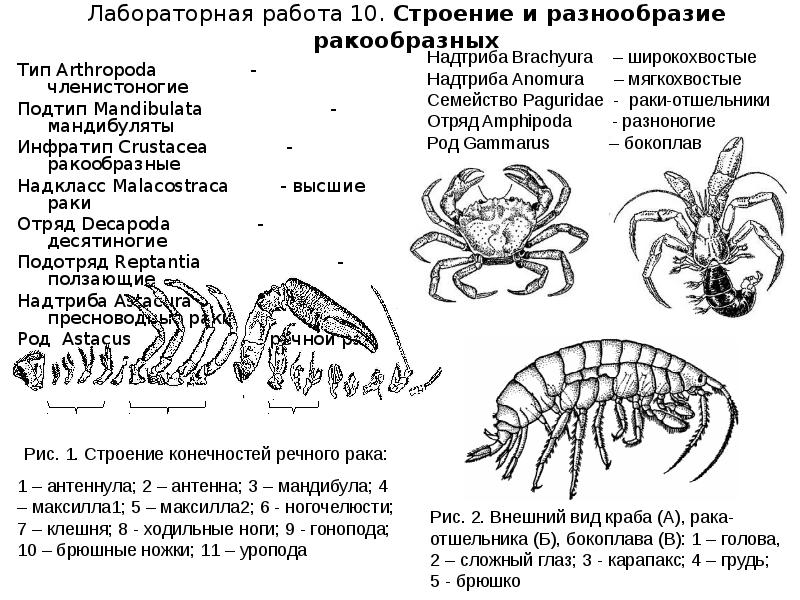 Органы чувств у кольчатых червей и членистоногих