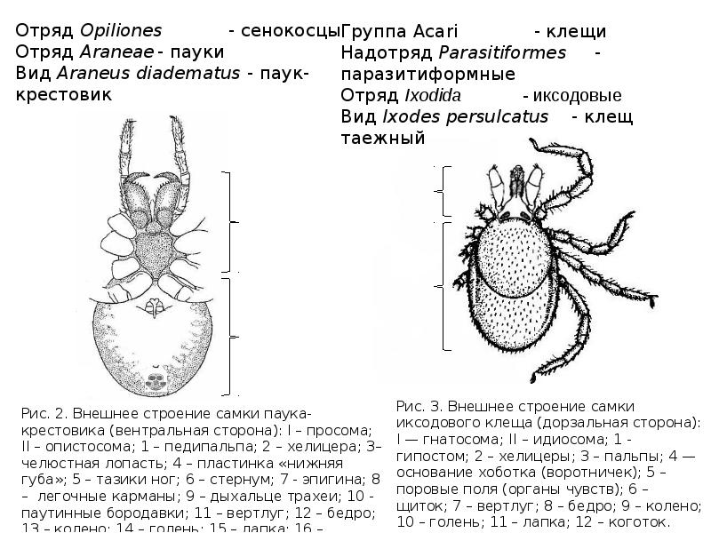 Строение клеща