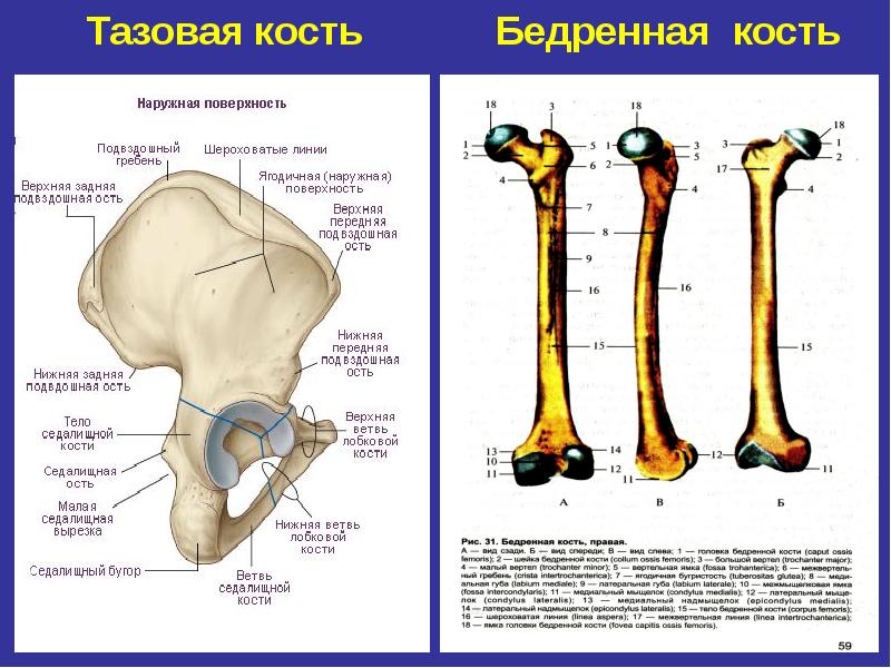 Бедренная кость на рисунке