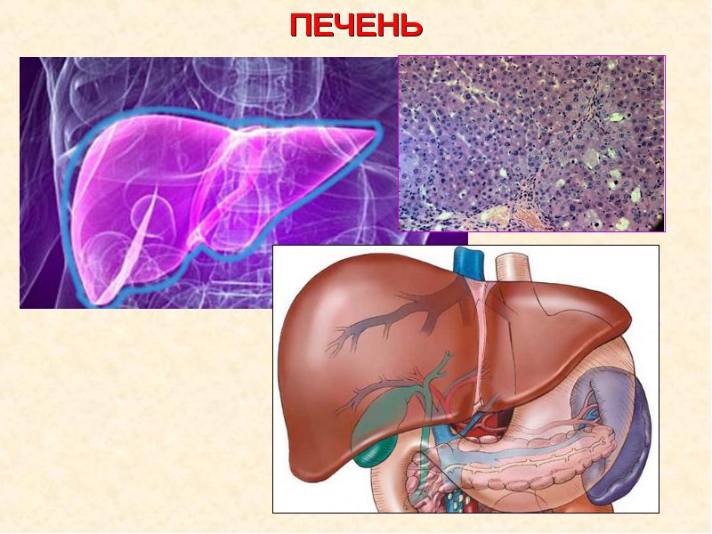 Строение печени картинка