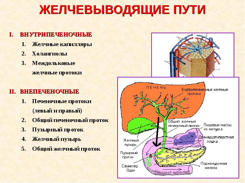 Доброкачественные опухоли поджелудочной железы презентация