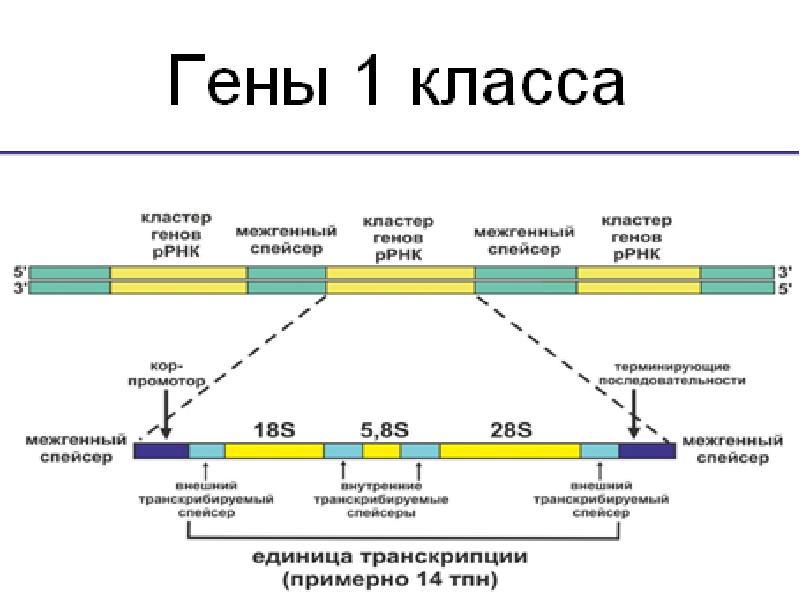 Геном прокариот презентация