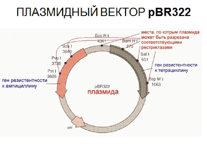 Элементы плазмид