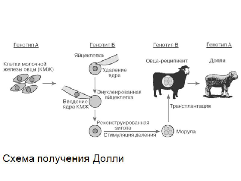 Схема получения овечки долли