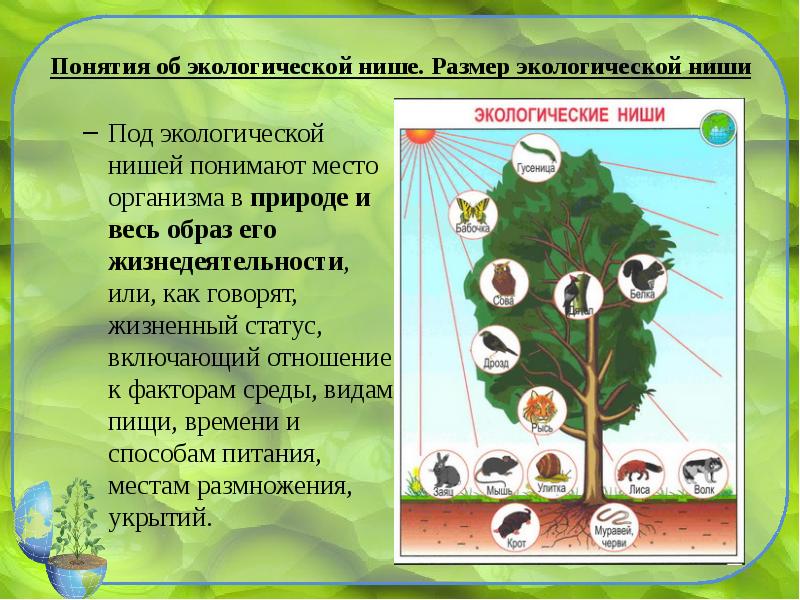 Курсовая работа: Екологія та поведінка плазунів