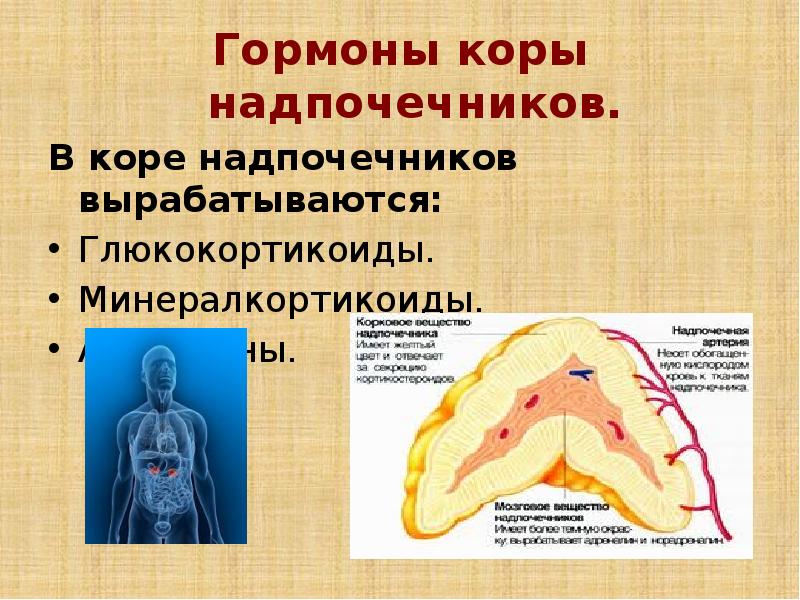 Сетчатая зона надпочечника вырабатывает