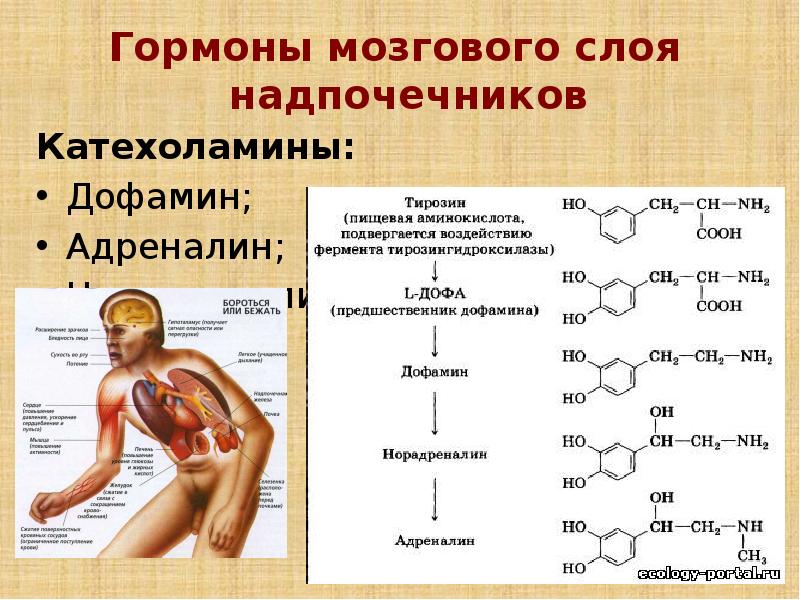 Что такое гормоны. Гормоны мозгового слоя надпочечников и их функции. Адреналин гормон мозгового слоя надпочечников. Гормоны мозгового слоя надпочечников. Гормоны щитовидной железы.. Гормоны мозгового слоя надпочечников строение.