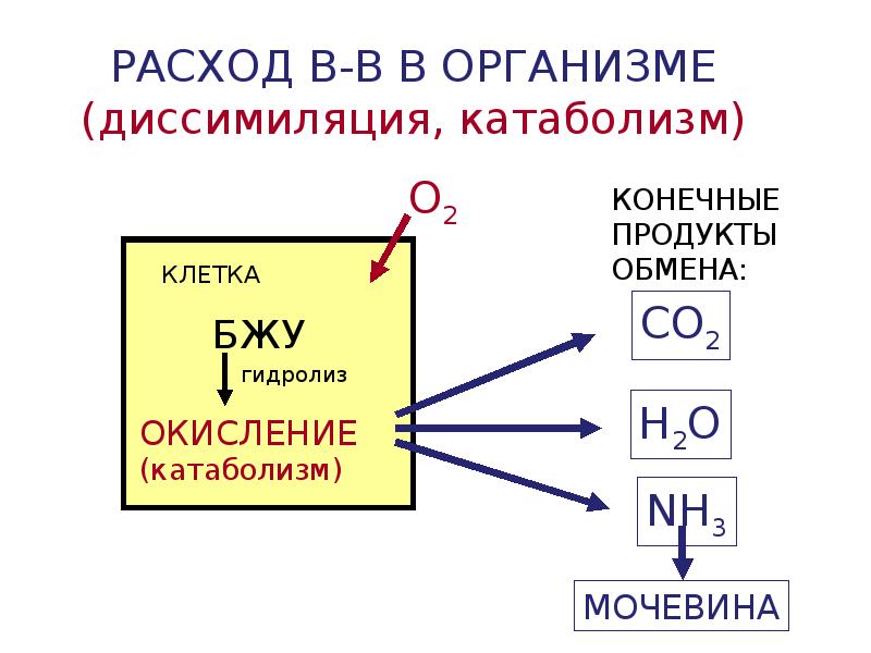 Обмен веществ между оболочками. Обмен веществ между организмом и внешней средой. Продукты диссимиляции это. Конечные продукты диссимиляции. Мочевина конечный продукт катаболизма.