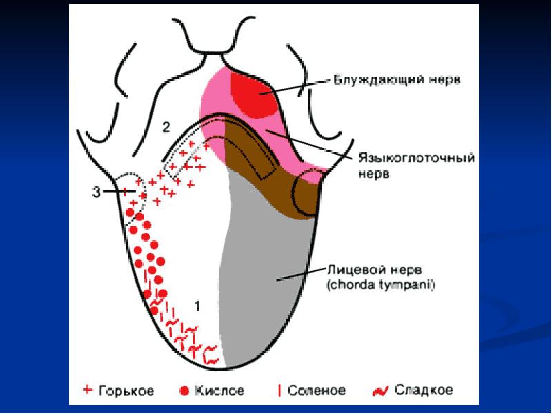 Схема вкусовой чувствительности языка