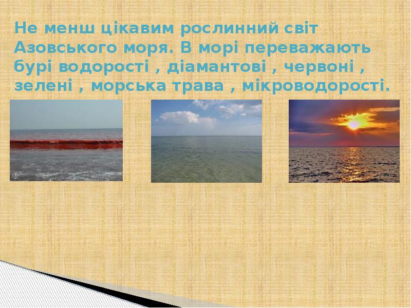 Не менш цікавим рослинний світ Азовського моря. В морі переважають бурі Не менш цікавим рослинний світ Азовського моря. В морі переважають бурі